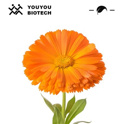 Marigold özü lutein tozu